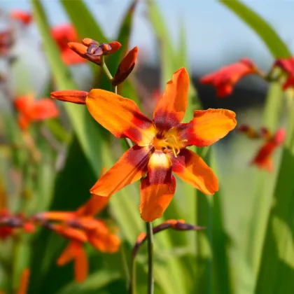 Montbrécie Emily Mckenzie - Crocosmia - prodej cibulovin - 4 ks