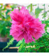 Begonie třepenitá růžová - Begonia fimbriata - prodej cibulovin - 2 ks