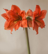 Hvězdník Rilona - Hippeastrum - prodej cibulovin - 1 ks