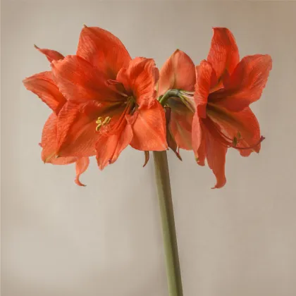 Hvězdník Rilona - Hippeastrum - prodej cibulovin - 1 ks