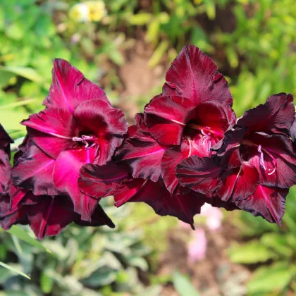 Gladiol Black Star - Gladiolus - prodej cibulovin - 3 ks