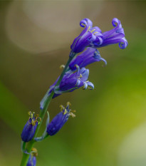 Hyacintovec britský - Hyacinthoides non scripta - prodej cibulovin - 5 ks