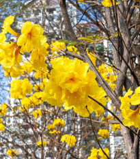 Tabebuja chrysotricha - Handroanthus chrysotrichus - prodej semen - 5 ks