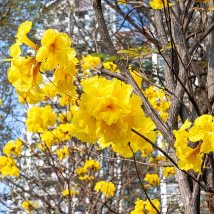 Tabebuja chrysotricha - Handroanthus chrysotrichus - prodej semen - 5 ks