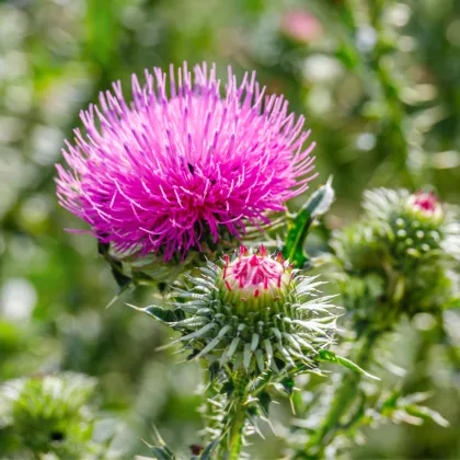 BIO Ostropestřec mariánský - Silybum marianum - prodej bio semen - 35 ks