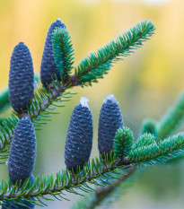 Jedle balzámová - Abies balsamea - prodej semen - 7 ks