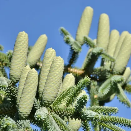 Jedle španělská - Abies pinsapo - prodej semen - 7 ks