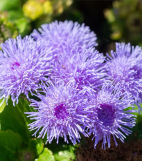 Nestařec mexický - Ageratum pumilum - prodej semen - 0,5 g