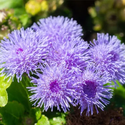 Nestařec mexický - Ageratum pumilum - prodej semen - 0,5 g