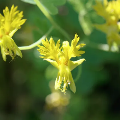 Lichořeřišnice pnoucí stěhovavá - Tropaeolum peregrinum - prodej semen - 15 ks