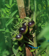 Rajče Indigo Blue Berries - Solanum lycopersicum - prodej semen - 7 ks