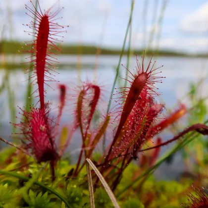 Rosnatka kapská Dark maroon - Drosera capensis - prodej semen - 10 ks