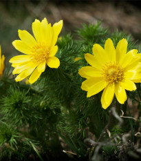 Hlaváček jarní - Adonis vernalis - prodej semen - 10 ks