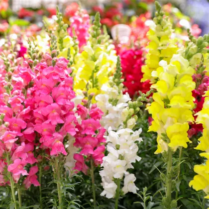 Hledík největší směs barev - Antirrhinum maximum - prodej semen - 400 ks