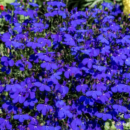 Lobelka drobná Crystal Palace - Lobelia erinus - prodej semen - 1000 ks