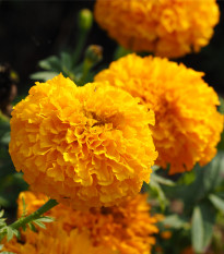 Aksamitník vzpřímený obrovský Sunset - Tagetes erecta - prodej semen - 0,3 g