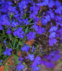 Lobelka drobná Kaiser - Lobelia erinus compacta - prodej semen - 1000 ks