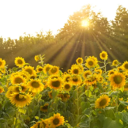 Slunečnice King Kong - Helianthus annuus - prodej semen - 6 ks