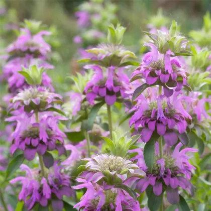 Monarda citrónová - Monarda citriodora - prodej semen - 50 ks