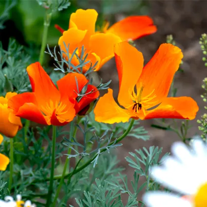 Sluncovka kalifornská červená - Eschscholzia californica - prodej semen - 450 ks