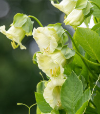 Vilec šplhavý bílý - Cobaea scandens - prodej semen - 7 ks