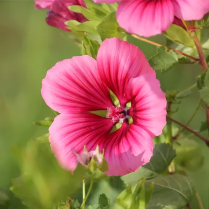 Slézovka trojklaná purpurová - Malope trifida - prodej semen - 25 ks