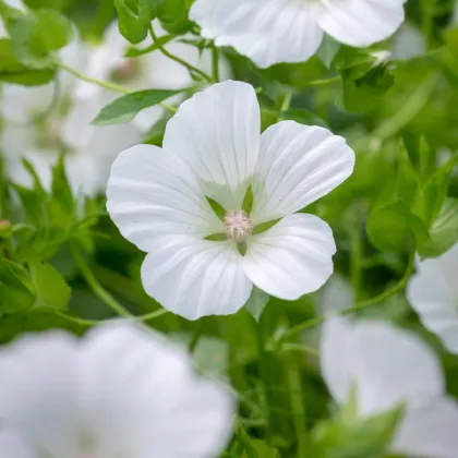 Slézovka trojklaná bílá - Malope trifida - prodej semen - 30 ks