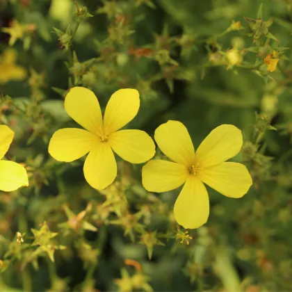 Len žlutý - Linum flavum - prodej semen - 100 ks