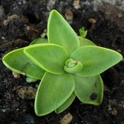 Tučnice obecná - Pinguicula vulgaris - semena - 10 ks