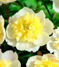 Pivoňka Prima Vera - Paeonia lactiflora - prodej cibulovin - 1 ks