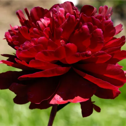 Pivoňka Madame Gaudichau - Paeonia lactiflora - prodej cibulovin - 1 ks