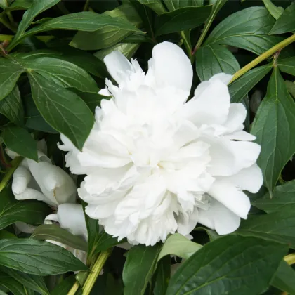 Pivoňka Gardenia - Paeonia lactiflora - prodej cibulovin - 1 ks