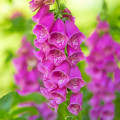 Náprstník červený - Digitalis purpurea - prodej semen - 400 ks