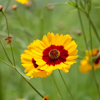 Krásnoočko dvoubarevné vysoké - Coreopsis tinctoria - prodej semen - 50 ks