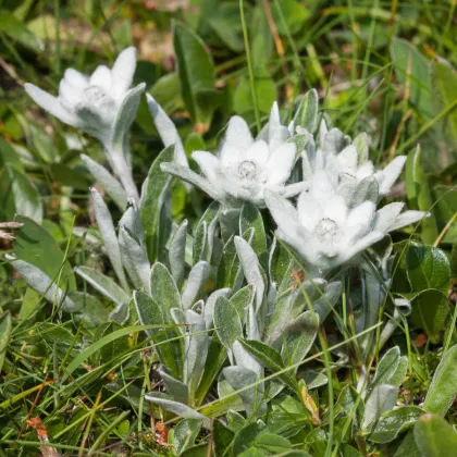 Protěž alpská - Leontopodium alpinum - prodej semen - 15 ks