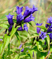 Hořec tolitovitý - Gentiana asclepiadea - prodej semen - 10 ks