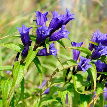 Hořec tolitovitý - Gentiana asclepiadea - prodej semen - 10 ks