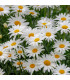 Kopretina bílá Alaska - Chrysanthemum leucanthemum - prodej semen - 250 ks
