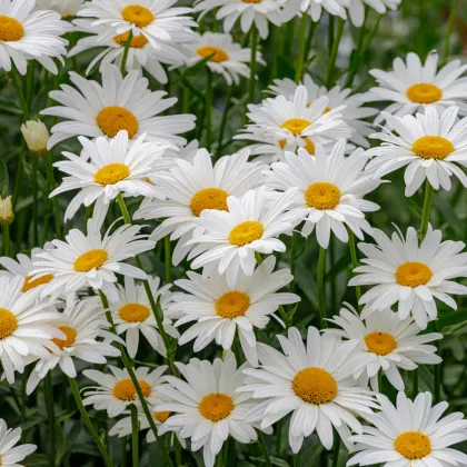 Kopretina bílá Alaska - Chrysanthemum leucanthemum - prodej semen - 250 ks