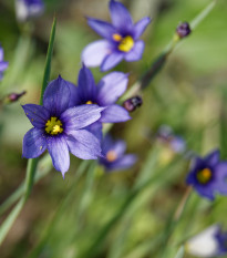 Badil úzkolistý - Sisyrinchium angustifolium - prodej semen - 10 ks