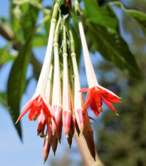 Fuchsie bolívijská bílá - Fuchsia boliviana - prodej semen - 10 ks