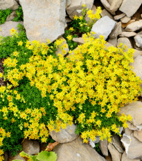 Rozchodník prudký - Sedum acre - prodej semen - 100 ks