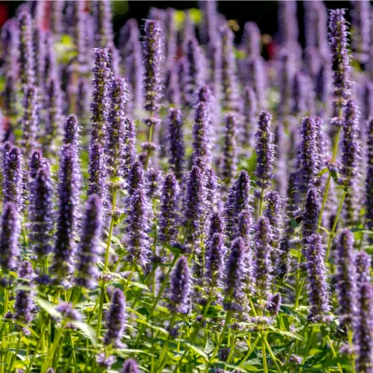 Agastache korejská Seoul - Agastache rugosa - prodej semen - 20 ks