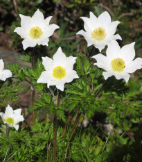 Koniklec alpinský - Pulsatilla alpina - prodej semen - 10 ks