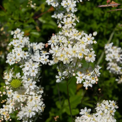 Tužebník obecný - Filipendula vulgaris - prodej semen - 0,3 g