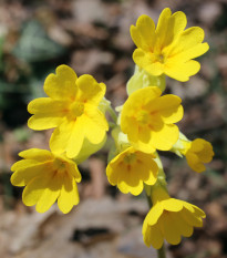 Prvosenka jarní - Primula veris - prodej semen - 50 ks