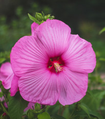 Ibišek bahenní Mallo Rose - Hibiscus moscheutos - prodej semen - 5 ks