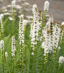 Šuškarda klasnatá Floristan White - Liatris spicata - prodej semen - 20 ks