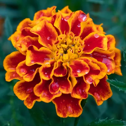 Aksamitník rozkladitý Orange flame - Tagetes patula nana - prodej semen - 0,3 g