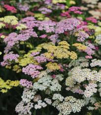 Řebříček tužebníkový Summer Berries F2 - Achillea millefolium - prodej semen - 20 ks